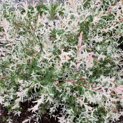 Dappled Willow for sale at Maples N More Nursery