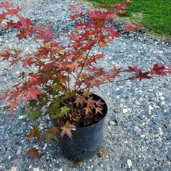 Shin Deshojo Japanese Maple for sale at Maples N More Nursery